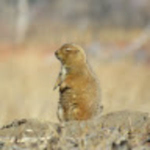 Meet your Posher, Anne